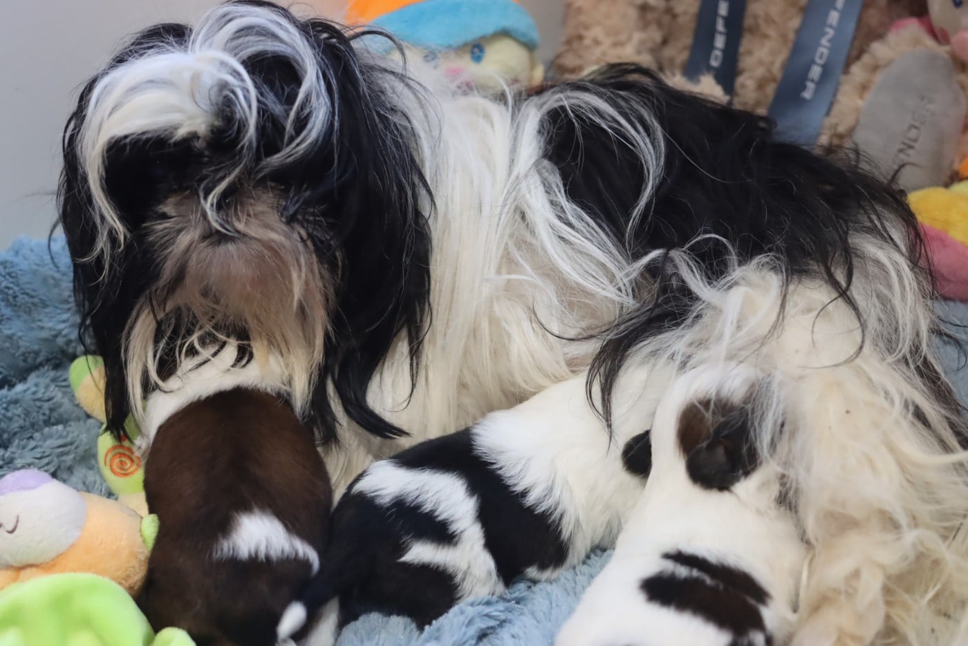 Shih Tzu - de la ferme des Mottes