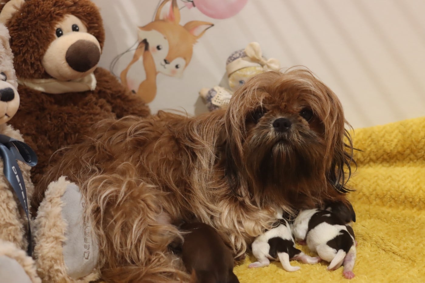 Shih Tzu - de la ferme des Mottes