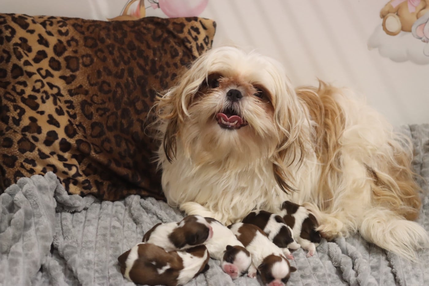 Shih Tzu - de la ferme des Mottes