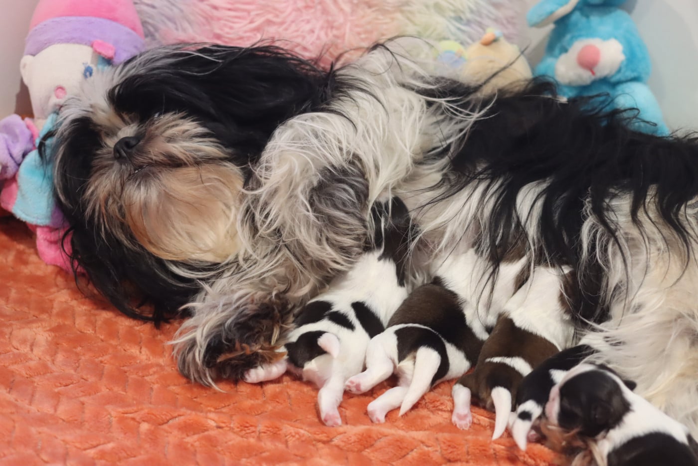 Shih Tzu - de la ferme des Mottes