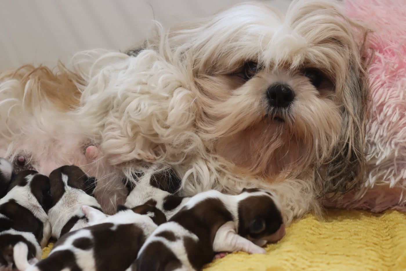 Shih Tzu - de la ferme des Mottes