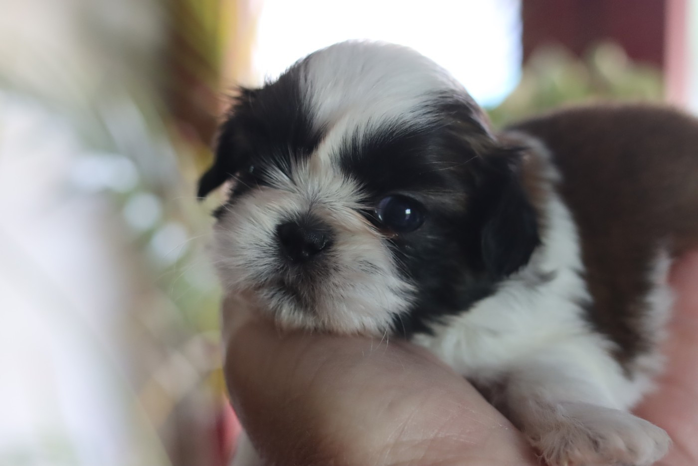 BICHON