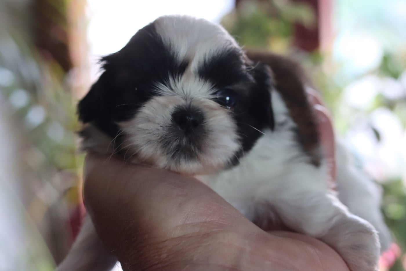 BICHON
