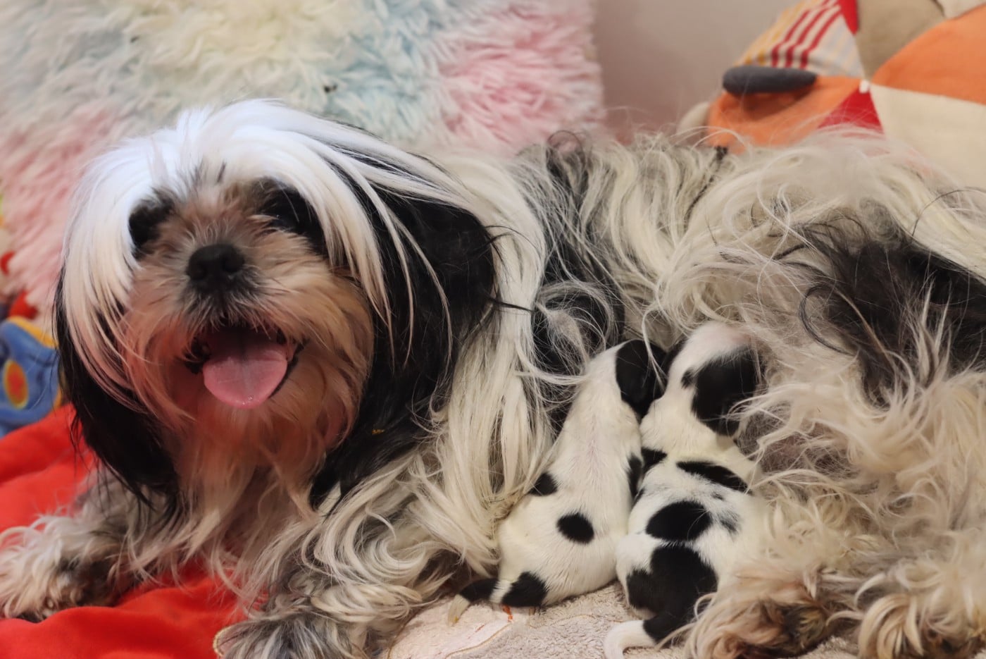 Shih Tzu - de la ferme des Mottes