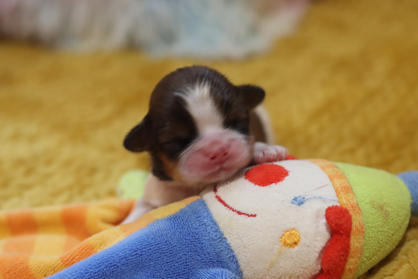 BISCUIT