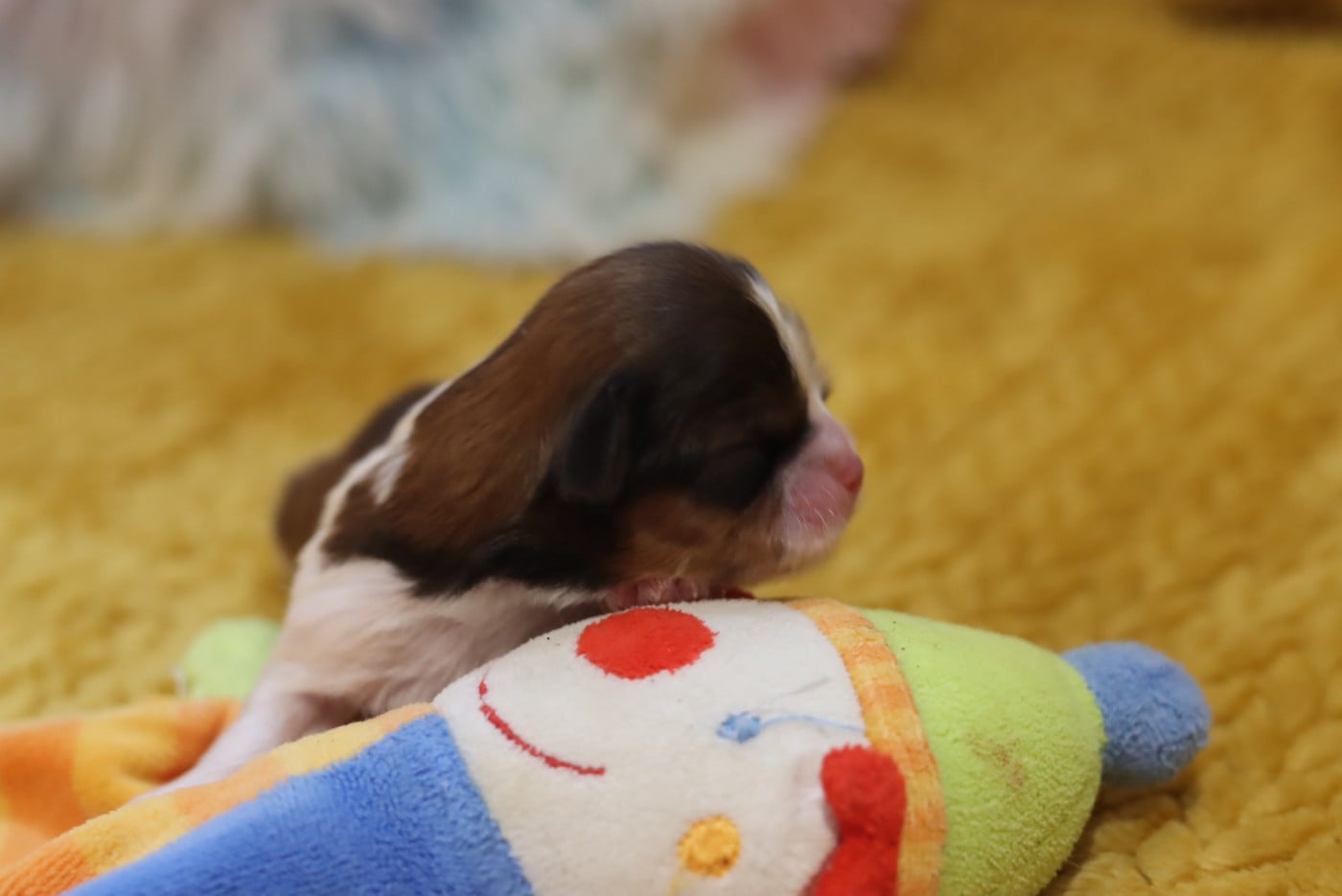 BISCUIT