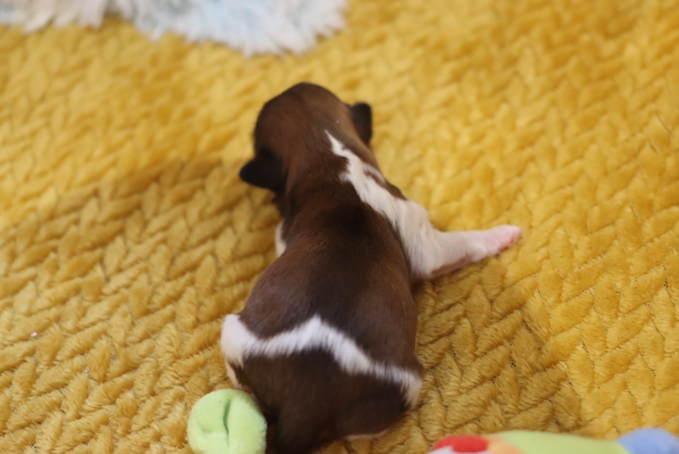 BISCUIT