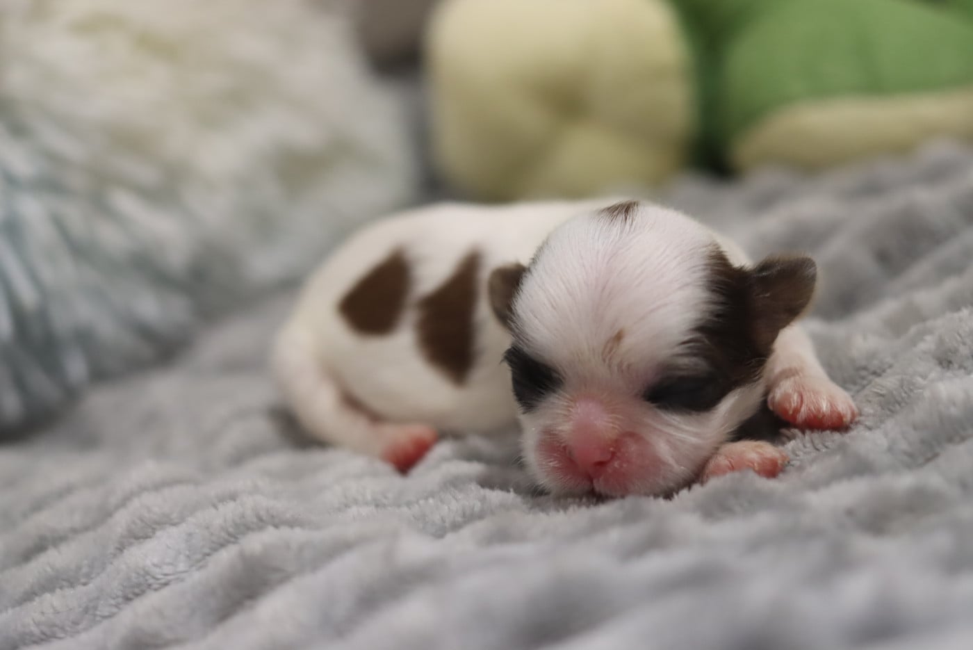 BEBE- CANNELÉ