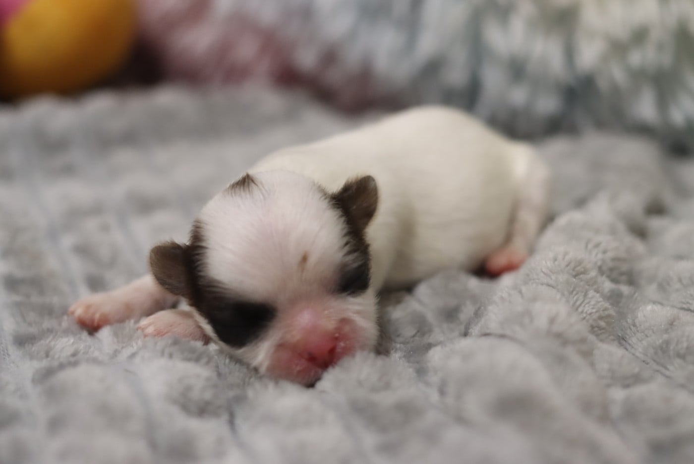 BEBE- CANNELÉ