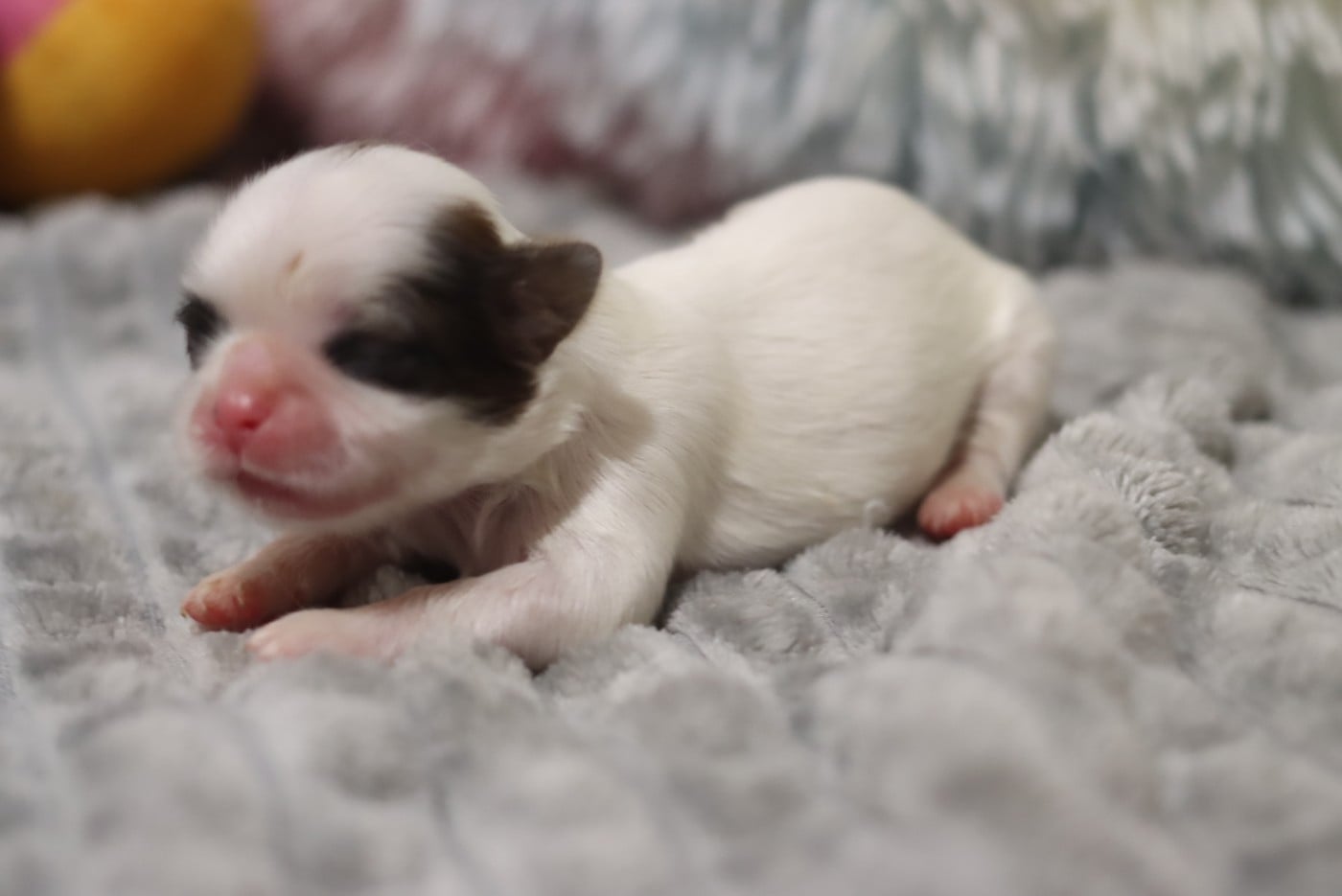 BEBE- CANNELÉ
