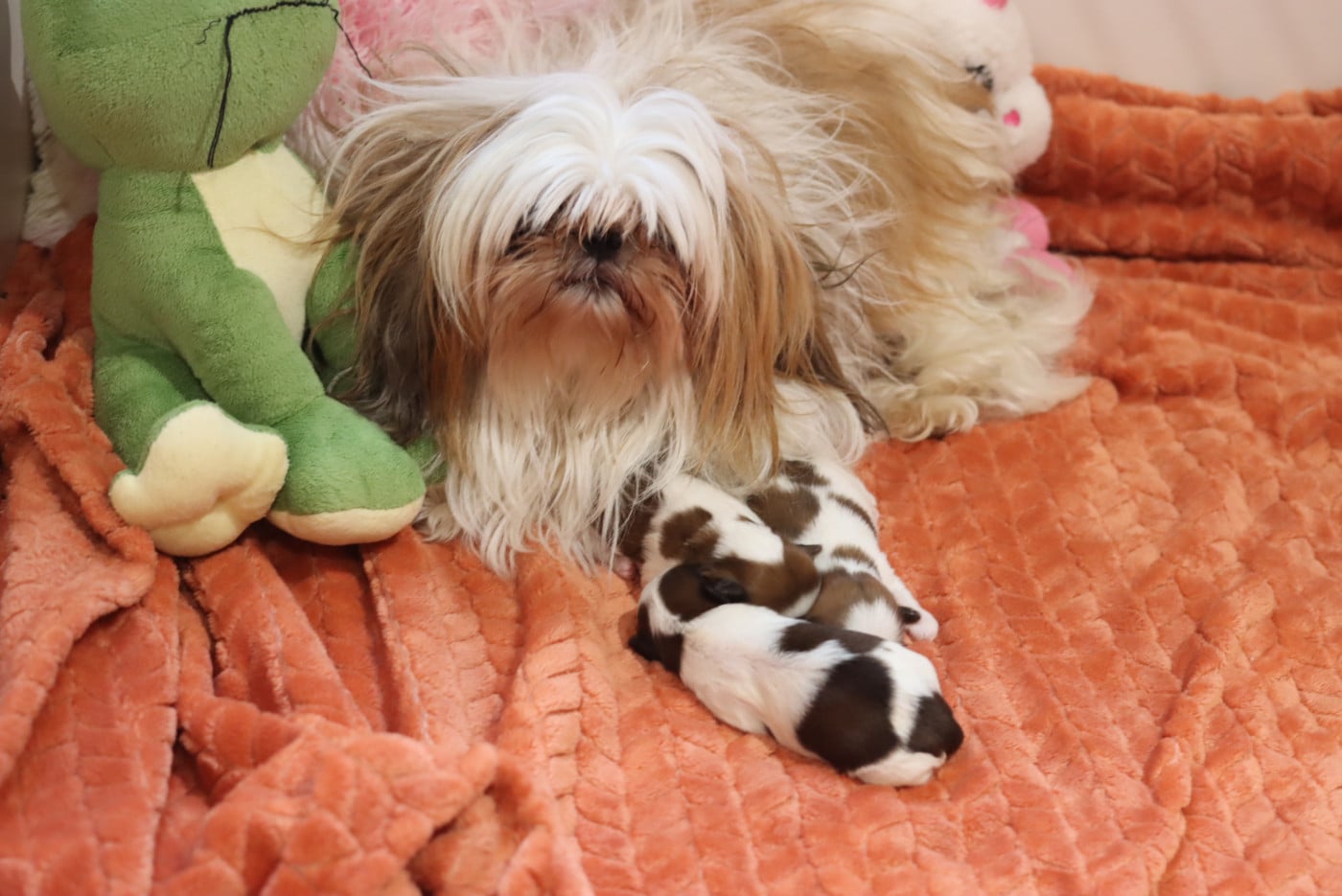 Shih Tzu - de la ferme des Mottes