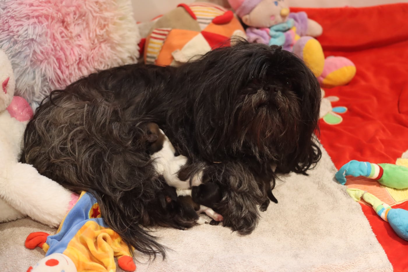 Chiot Shih Tzu