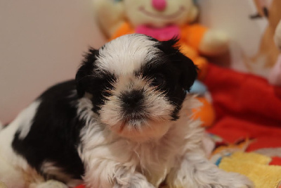 Les chiots de Shih Tzu