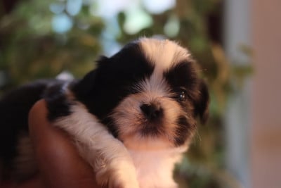 Les chiots de Shih Tzu