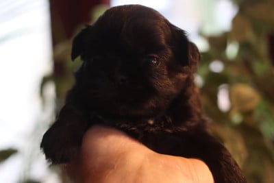 Les chiots de Shih Tzu