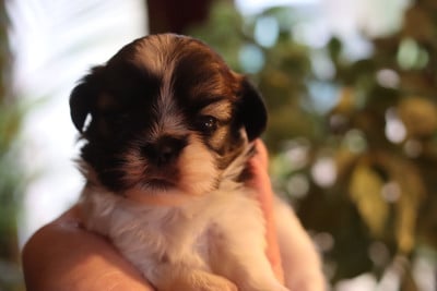 Les chiots de Shih Tzu