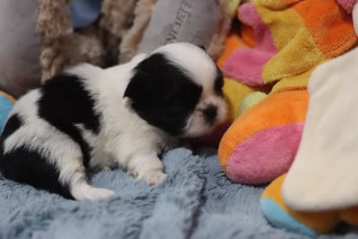 Les chiots de Shih Tzu