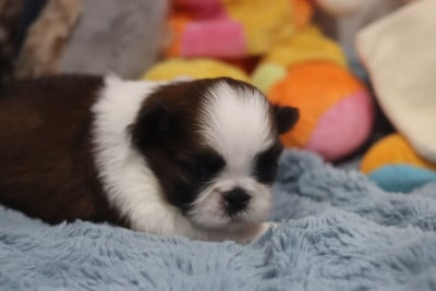 Les chiots de Shih Tzu