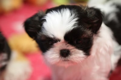Les chiots de Shih Tzu