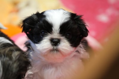 Les chiots de Shih Tzu