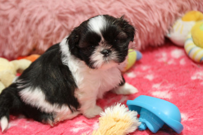 Les chiots de Shih Tzu