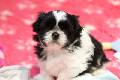Les chiots de Shih Tzu
