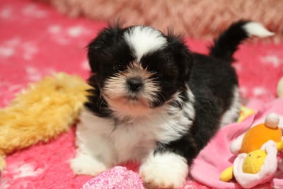 Les chiots de Shih Tzu