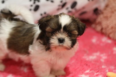 Les chiots de Shih Tzu