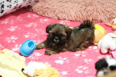 Les chiots de Shih Tzu