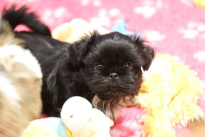 Les chiots de Shih Tzu