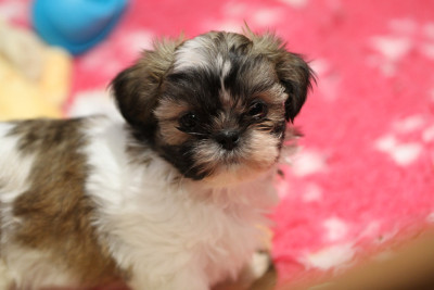 Les chiots de Shih Tzu