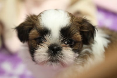 Les chiots de Shih Tzu