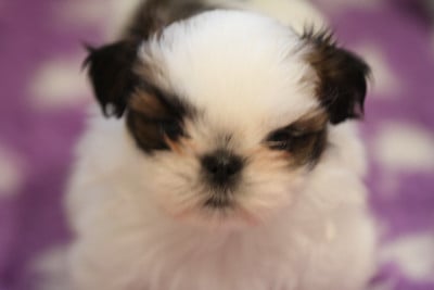 Les chiots de Shih Tzu