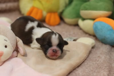 Les chiots de Shih Tzu