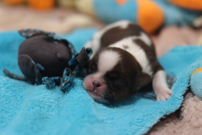 Les chiots de Shih Tzu