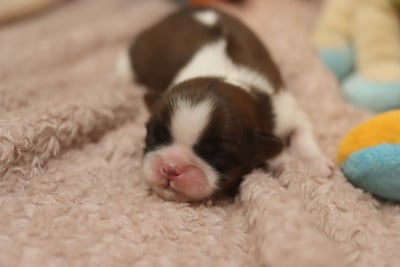 Les chiots de Shih Tzu