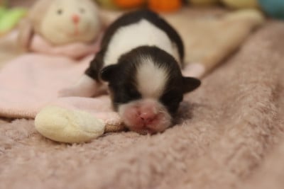 Les chiots de Shih Tzu