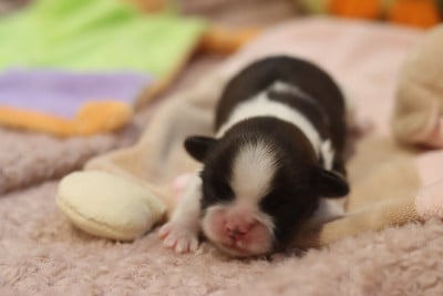 Les chiots de Shih Tzu
