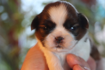 Les chiots de Shih Tzu