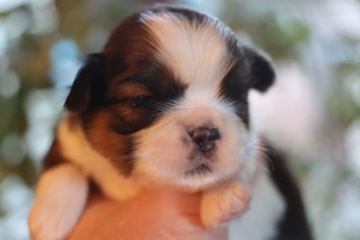 Les chiots de Shih Tzu