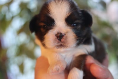 Les chiots de Shih Tzu