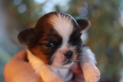 Les chiots de Shih Tzu