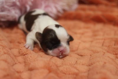 Les chiots de Shih Tzu