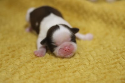 Les chiots de Shih Tzu