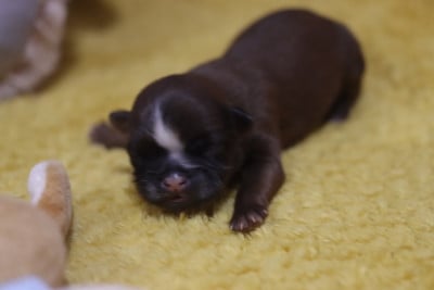 Les chiots de Shih Tzu