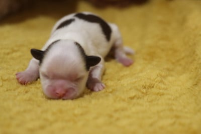 Les chiots de Shih Tzu