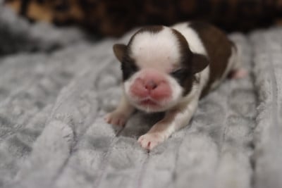 Les chiots de Shih Tzu