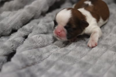 Les chiots de Shih Tzu