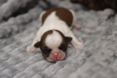 Les chiots de Shih Tzu