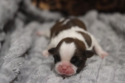 Les chiots de Shih Tzu